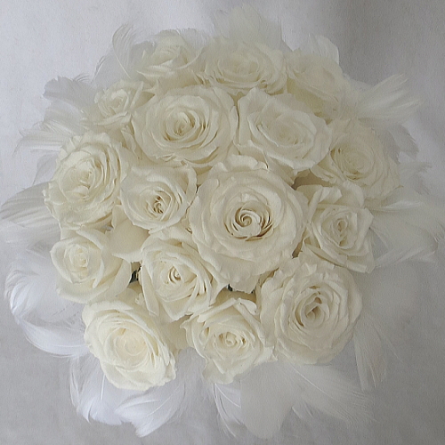 �v���U�[�u�h�t�����[�u�[�P�@�t�@�[�u�[�P�z���C�g