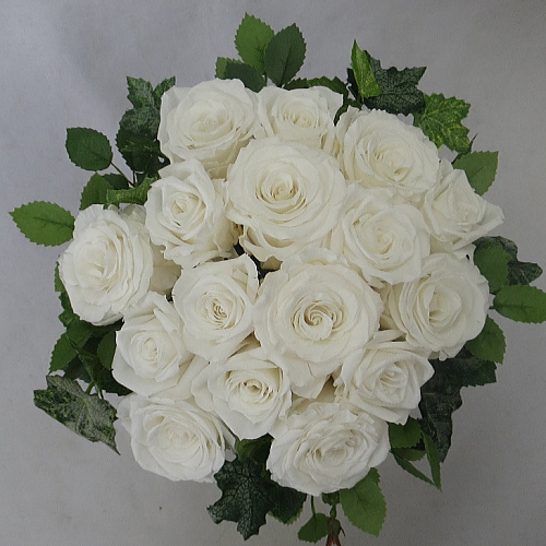 �v���U�[�u�h�t�����[�u�[�P�@�O���[���u�[�P