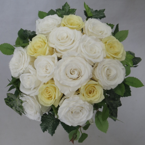 �v���U�[�u�h�t�����[�u�[�P�@�O���[���u�[�P