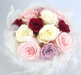 �v���U�[�u�h�t�����[�u�[�P/�t�@�[�u�[�P�R�V