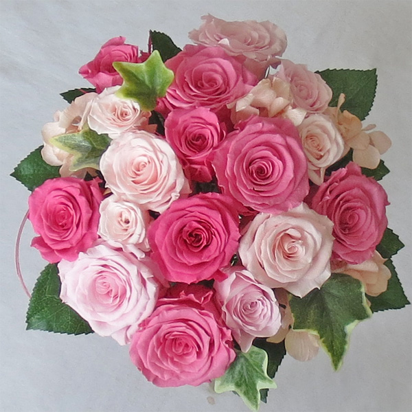 �v���U�[�u�h�t�����[�u�[�P