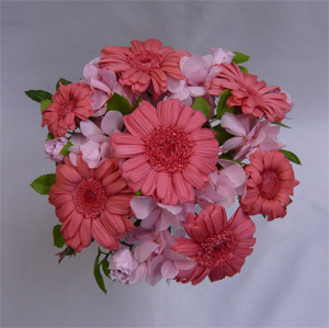 �E�G�f�B���O�E�v���U�[�u�h�t�����[�u�[�P/�s���N�K�[�x���A�N���b�`�u�[�P