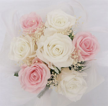 �E�G�f�B���O�@�v���U�[�u�h�t�����[�E�g�X���v���Y�u�[�P/�v���Y�p�~�j�@�����s���N�o���������ݑ��@�i�t�@�[����j