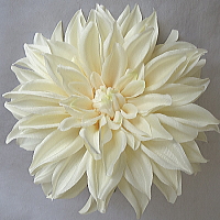 ���ԁ@�w�b�h�h���X�@�_���A�@��