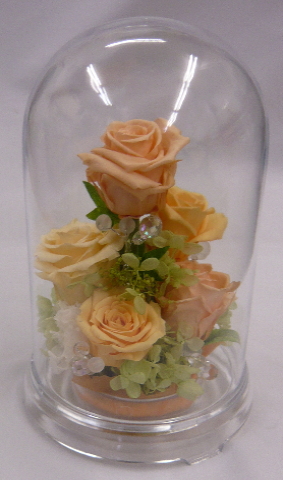 ����ԁ@�v���U�[�u�h�t�����[/�h�[���t�����[L�@�V���[�x�b�g�I�����W